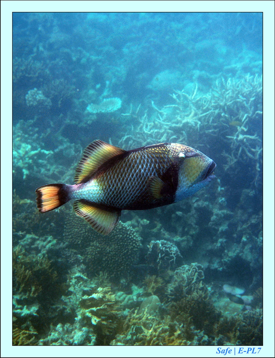 2015   07   Peranthian Islands 18